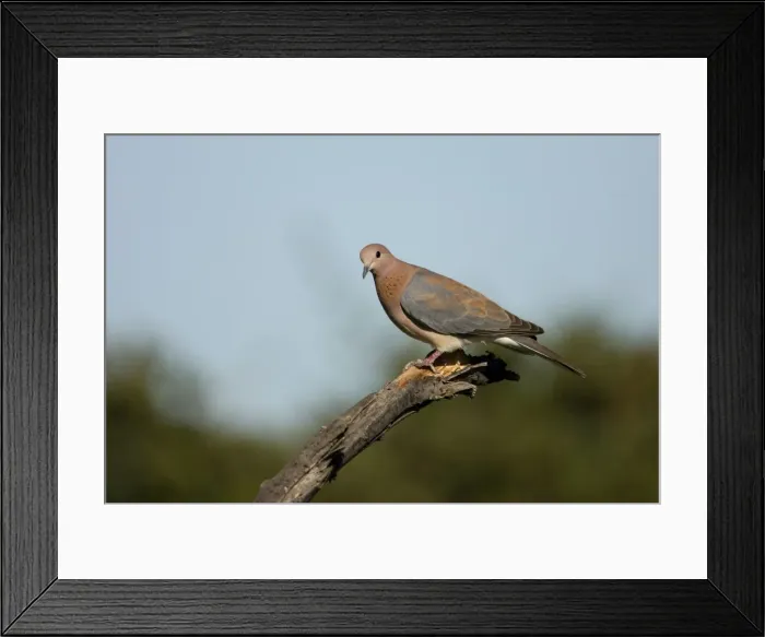 Framed Print : Laughing Dove Perched on fallen tree Etosha National Park, Namibia, Africa Framed Print : Laughing Dove Perched on fallen tree Etosha National Park, Namibia, Africa