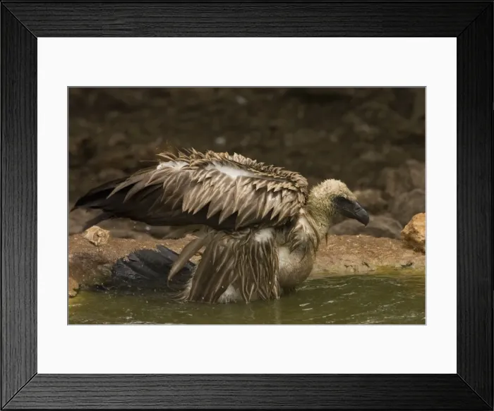 Framed Print : African White-Backed Vulture - Having a bath after feeding. Central Namibia Africa Framed Print : African White-Backed Vulture - Having a bath after feeding. Central Namibia Africa