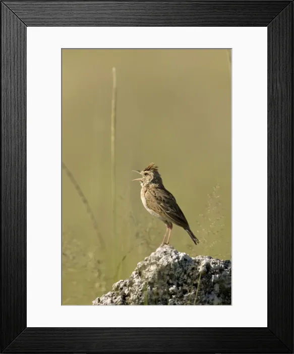 Framed Print : Rufous-Naped Lark (Western Form) Singing from territorial perch. Etosha National Park, Namibia, Africa Framed Print : Rufous-Naped Lark (Western Form) Singing from territorial perch. Etosha National Park, Namibia, Africa