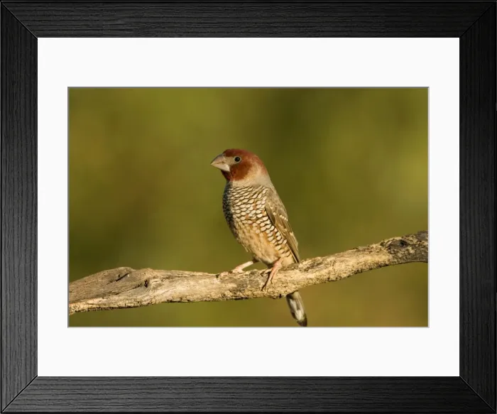 Framed Print : Red-Headed Finch Portrait of a male bird perched on branch Central Namibia, Africa Framed Print : Red-Headed Finch Portrait of a male bird perched on branch Central Namibia, Africa
