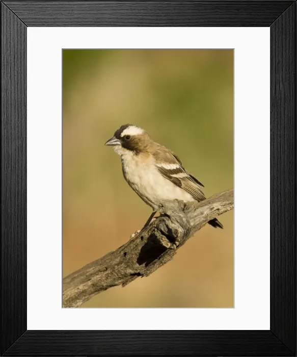 Framed Print : White Browed Sparrow Weaver Portrait Central Namibia, Africa Framed Print : White Browed Sparrow Weaver Portrait Central Namibia, Africa
