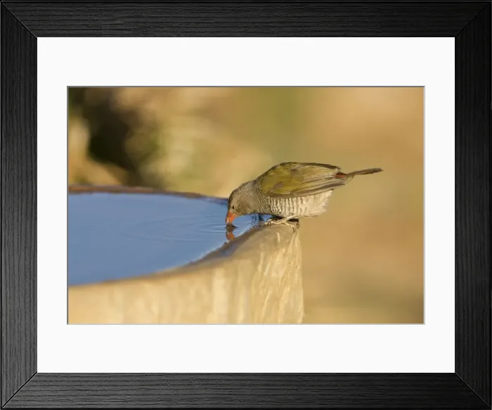 Framed Print : Green Winged Pytilia / Melba Finch Having a drink Central Namibia, Africa Framed Print : Green Winged Pytilia / Melba Finch Having a drink Central Namibia, Africa