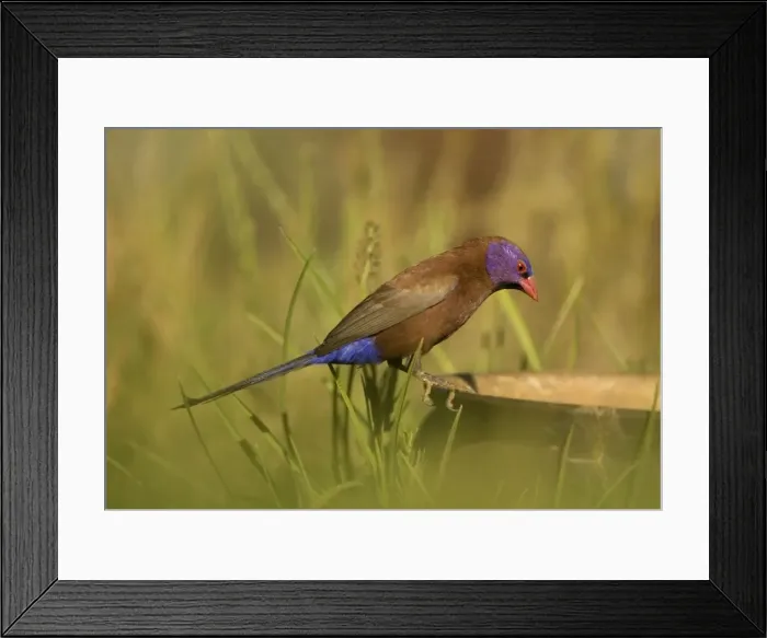 Framed Print : Violet Eared Waxbill Male perched on discarded pot. Central Namibia, Africa Framed Print : Violet Eared Waxbill Male perched on discarded pot. Central Namibia, Africa