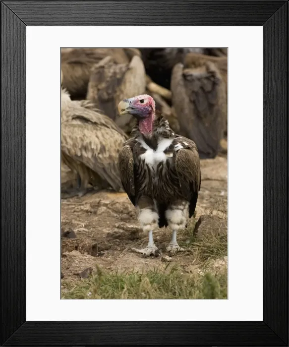 Framed Print : Lappet-Faced Vulture - Portrait with feeding vultures in background. Central Namibia, Africa Framed Print : Lappet-Faced Vulture - Portrait with feeding vultures in background. Central Namibia, Africa