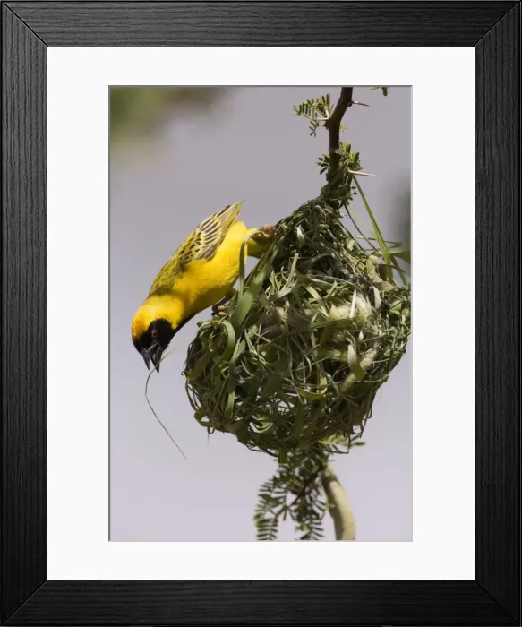 Framed Print : Southern Masked Weaver In the process of building a nest. Central Namibia, Africa