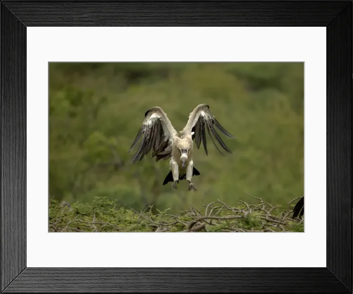 Framed Print : African White-Backed Vulture Landing on tree top. Central Namibia, Africa Framed Print : African White-Backed Vulture Landing on tree top. Central Namibia, Africa