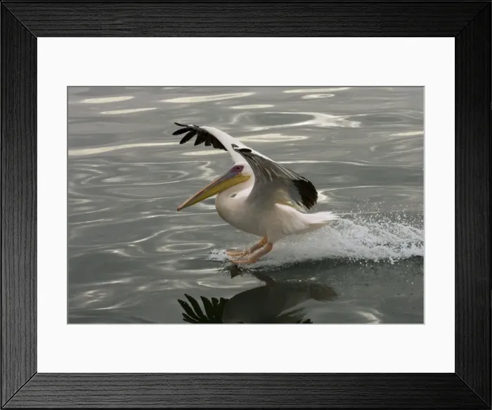 Framed Print : Great White Pelican - Landing on water near Walvis Bay Namibia, Namibia. Africa Framed Print : Great White Pelican - Landing on water near Walvis Bay Namibia, Namibia. Africa