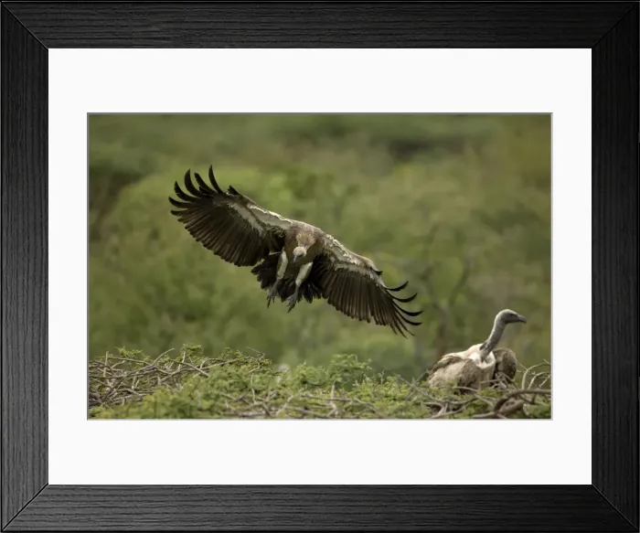 Framed Print : African White-Backed Vulture - Landing on tree top. Central Namibia, Africa Framed Print : African White-Backed Vulture - Landing on tree top. Central Namibia, Africa