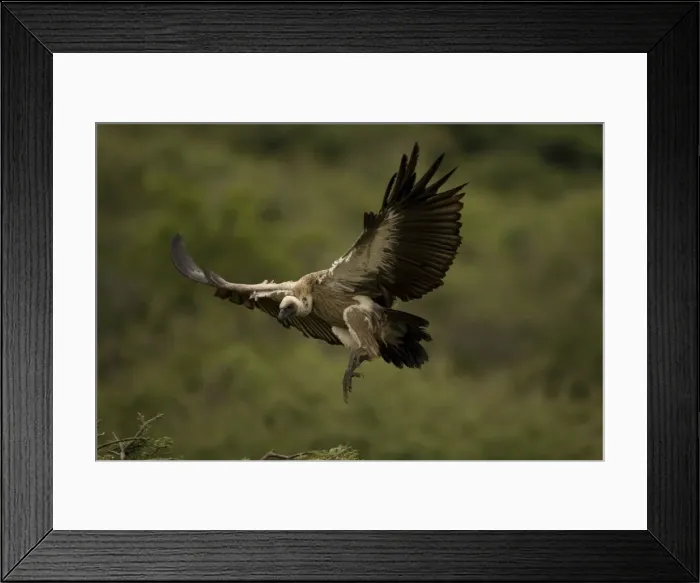 Framed Print : African White-Backed Vulture. Coming in to land. Central Namibia. Africa Framed Print : African White-Backed Vulture. Coming in to land. Central Namibia. Africa