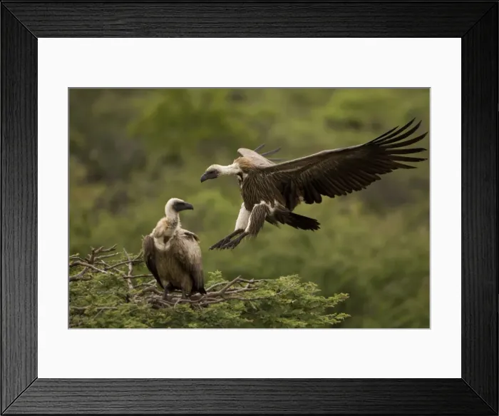 Framed Print : African White-Backed Vulture - Coming in to land. Central Namibia. Africa Framed Print : African White-Backed Vulture - Coming in to land. Central Namibia. Africa