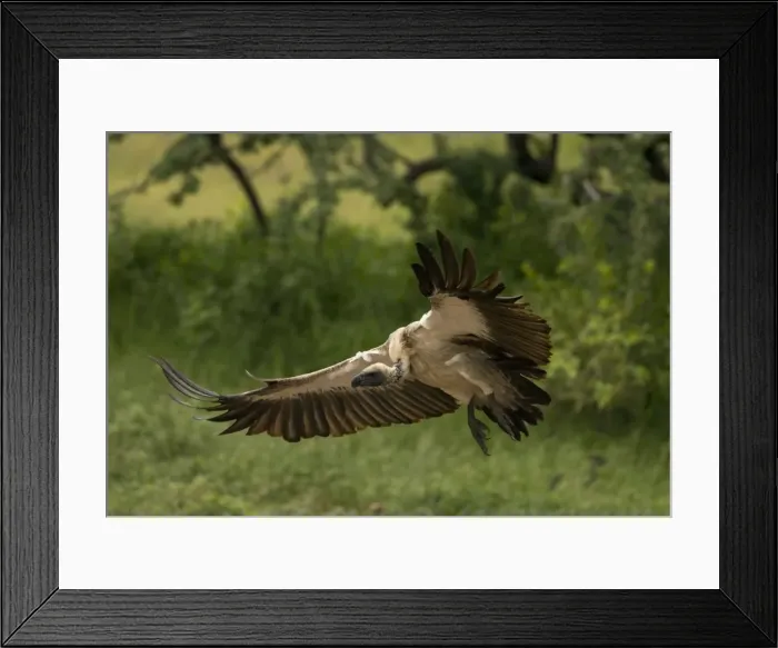 Framed Print : African White-Backed Vulture - Coming in to land. Central Namibia. Africa Framed Print : African White-Backed Vulture - Coming in to land. Central Namibia. Africa