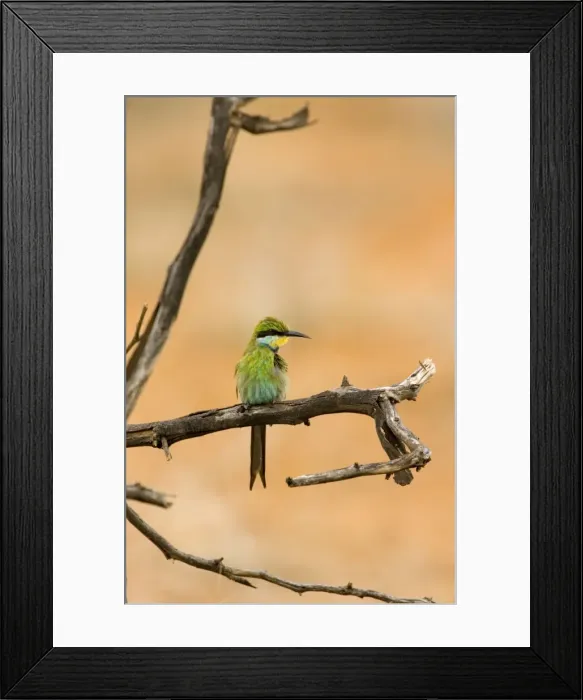 Framed Print : Swallow-tailed Bee Eater Perched on a branch of a dead tree, looking for termites after heavy rain. Central Namibia, Africa