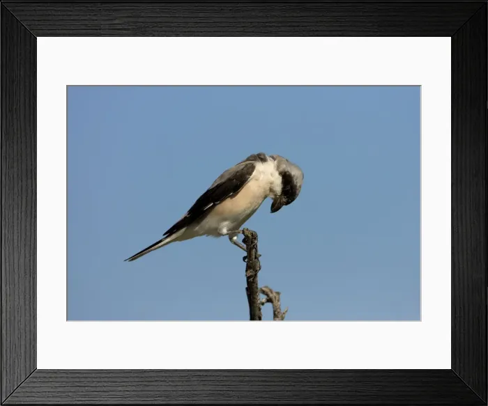 Framed Print : Lesser Grey Shrike Looking for food from its perch. Central Namibia, Africa Framed Print : Lesser Grey Shrike Looking for food from its perch. Central Namibia, Africa