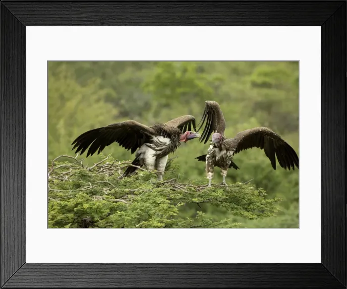 Framed Print : Lappet-Faced Vultures - Dominance display on top of tree. Central Namibia, Africa Framed Print : Lappet-Faced Vultures - Dominance display on top of tree. Central Namibia, Africa