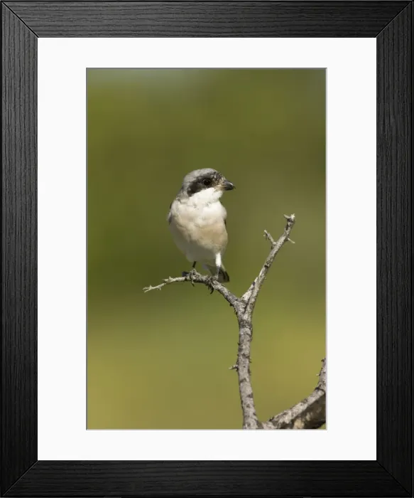 Framed Print : Lesser Grey Shrike Looking for food from its perch Central Namibia, Africa Framed Print : Lesser Grey Shrike Looking for food from its perch Central Namibia, Africa