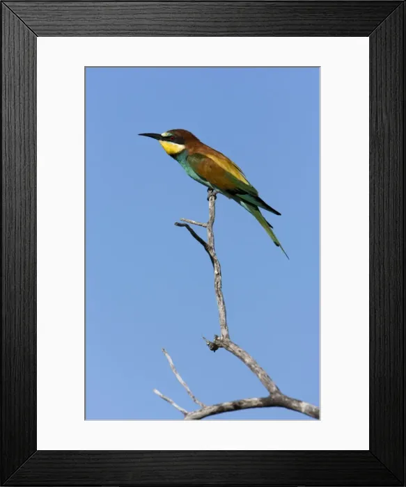Framed Print : European Bee-Eater Sitting on a perch, looking for insects. Etosha National Park. Namibia, Africa Framed Print : European Bee-Eater Sitting on a perch, looking for insects. Etosha National Park. Namibia, Africa
