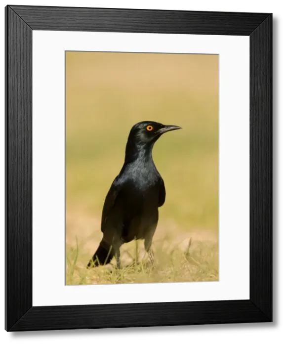 Framed Print : Pale Winged Starling On the ground. Namib Desert, Namibia, Africa Framed Print : Pale Winged Starling On the ground. Namib Desert, Namibia, Africa