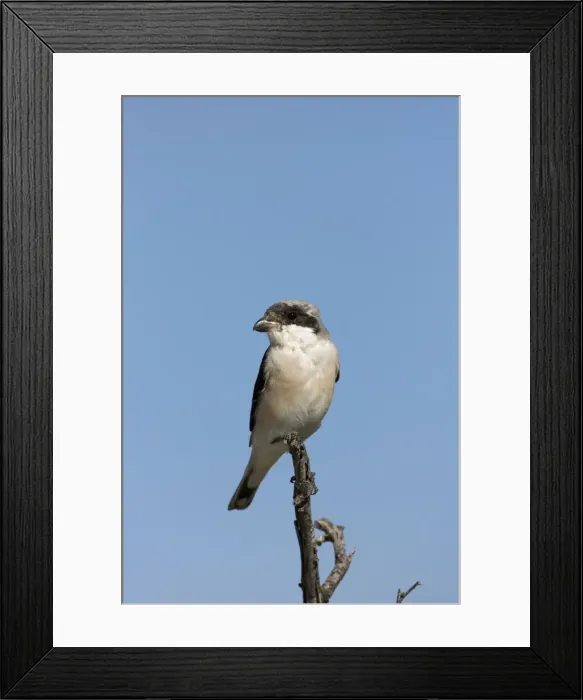 Framed Print : Lesser Grey Shrike Sitting on a perch. Central Namibia, Africa Framed Print : Lesser Grey Shrike Sitting on a perch. Central Namibia, Africa