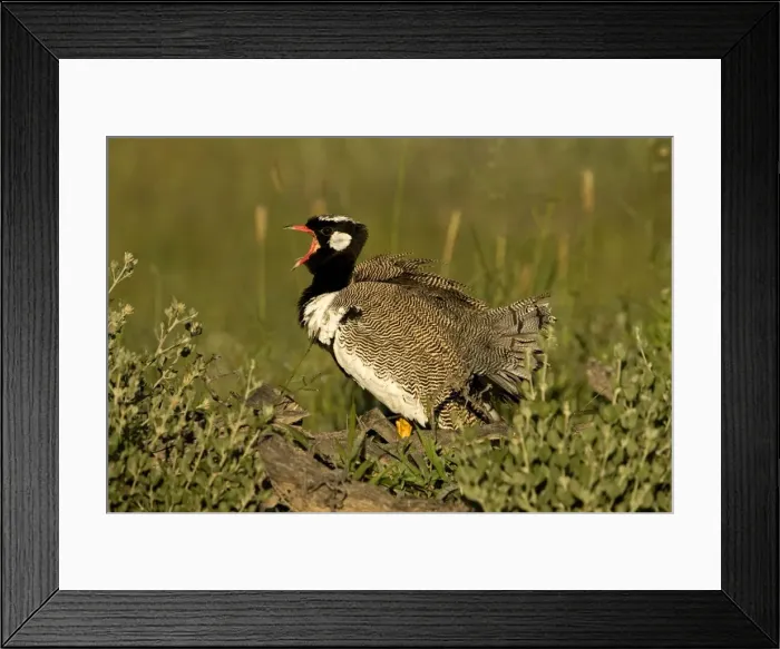 Framed Print : Northern Black Korhaan Display calling during the breeding season. Namibia, Africa Framed Print : Northern Black Korhaan Display calling during the breeding season. Namibia, Africa