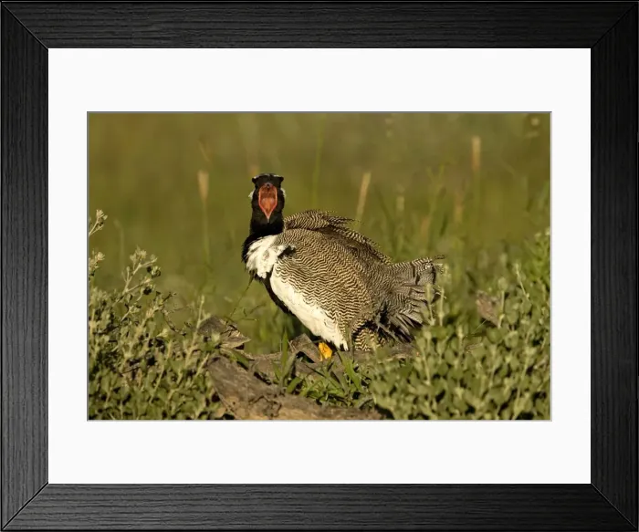 Framed Print : Northern Black Korhaan Display calling during the breeding season. Namibia, Africa Framed Print : Northern Black Korhaan Display calling during the breeding season. Namibia, Africa