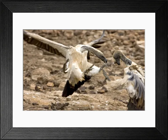 Framed Print : African White-Backed Vulture - Fighting at feeding site. Central Namibia, Africa Framed Print : African White-Backed Vulture - Fighting at feeding site. Central Namibia, Africa