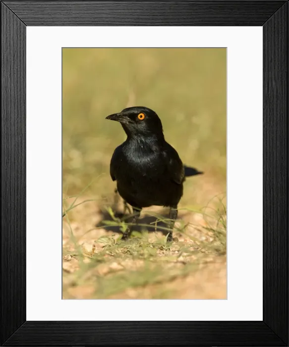 Framed Print : Pale Winged Starling Searching for food in the grass near the Spitzkoppe Mountain. Namib Desert, Namibia, Africa Framed Print : Pale Winged Starling Searching for food in the grass near the Spitzkoppe Mountain. Namib Desert, Namibia, Africa