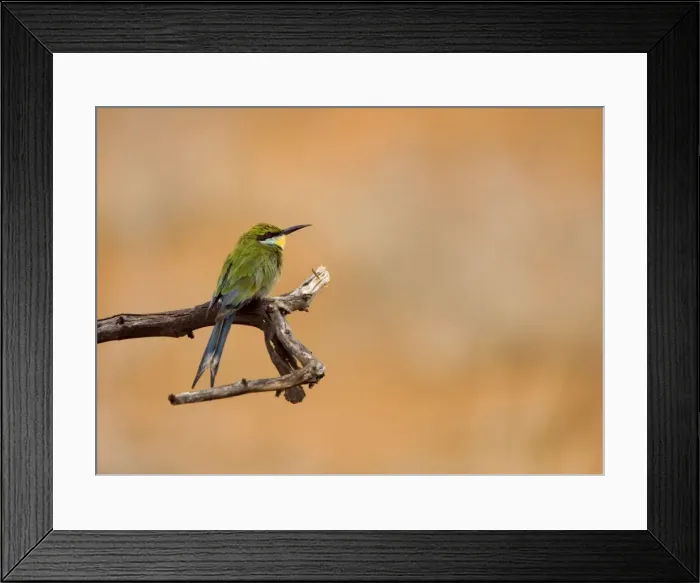 Framed Print : Swallow-tailed Bee Eater Perched on a branch of a dead tree, looking for termites after heavy rain. Central Namibia, Africa Framed Print : Swallow-tailed Bee Eater Perched on a branch of a dead tree, looking for termites after heavy rain. Central Namibia, Africa