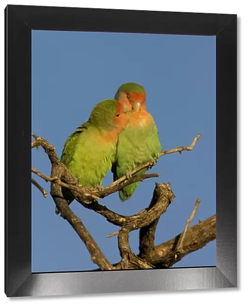 Rosy faced Lovebird - pair preening each other on a favourite perch. Central Namibia, Africa