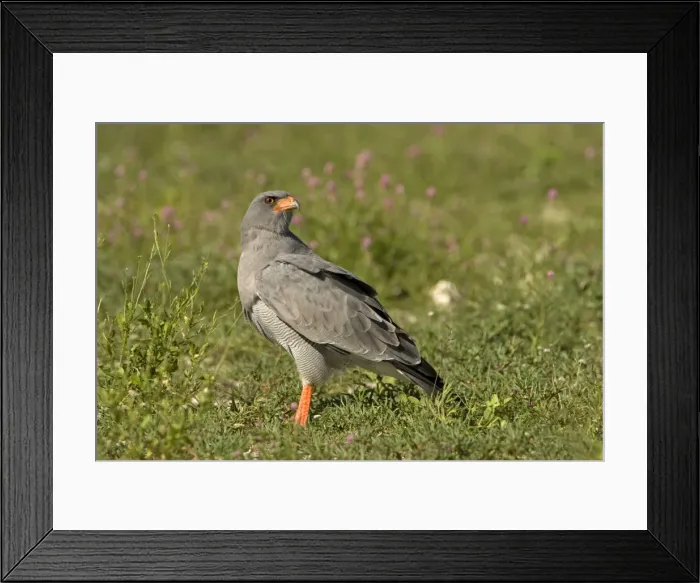 Framed Print : Southern Pale Chanting Goshawk - Searching for prey on the ground. Etosha, Northern Namibia, Africa Framed Print : Southern Pale Chanting Goshawk - Searching for prey on the ground. Etosha, Northern Namibia, Africa