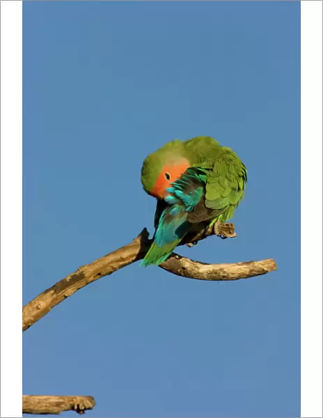 Rosy faced Lovebird - preening Central Namibia, Africa