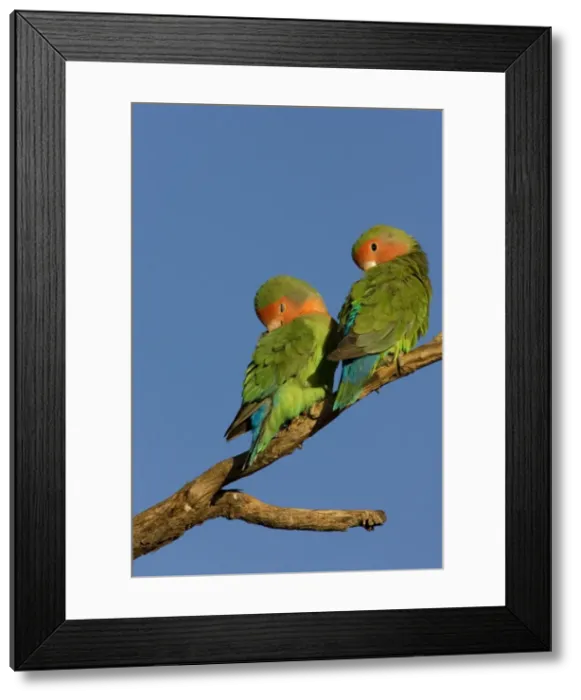 Framed Print : Rosy faced Lovebird - pair preening each other on a favourite perch. Central Namibia, Africa Framed Print : Rosy faced Lovebird - pair preening each other on a favourite perch. Central Namibia, Africa