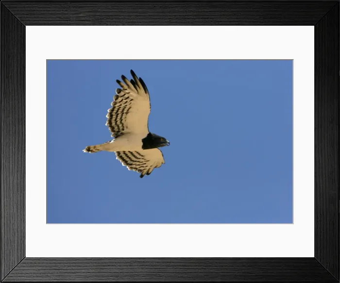 Framed Print : Black-Chested / Black-Breasted Snake-Eagle - In flight in the Namib Desert. Namibia, Africa Framed Print : Black-Chested / Black-Breasted Snake-Eagle - In flight in the Namib Desert. Namibia, Africa