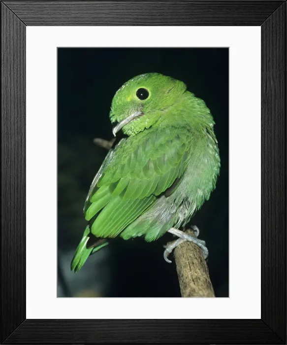 Framed Print : Lesser Green Broadbill Forests: Burma and Sumatra