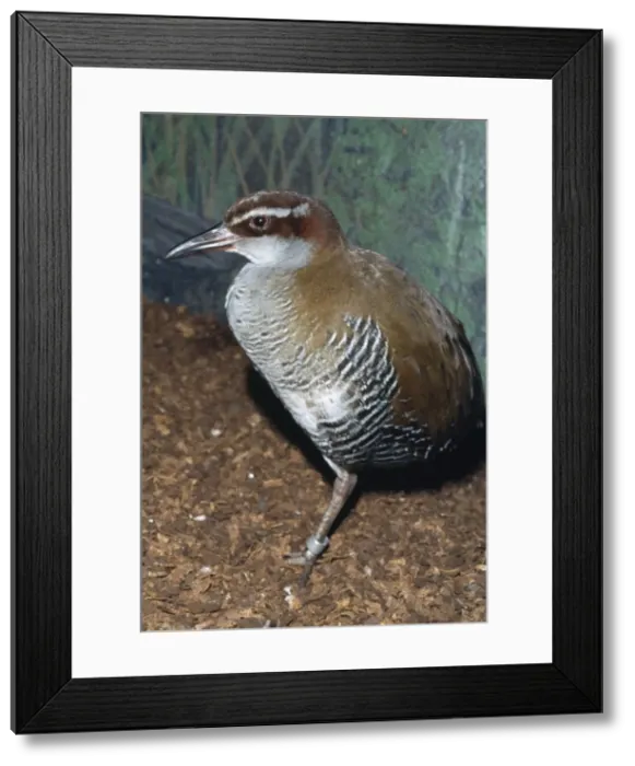 Framed Print : Guam Rail Bird - extinct in the wild Island of Guam Micronesia Framed Print : Guam Rail Bird - extinct in the wild Island of Guam Micronesia