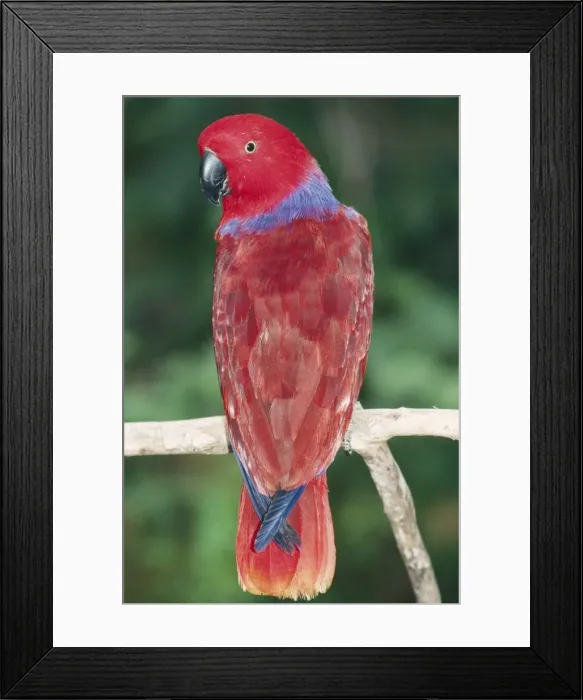 Framed Print : Eclectus Parrot Papua New Guinea & Solomon Islands Framed Print : Eclectus Parrot Papua New Guinea & Solomon Islands