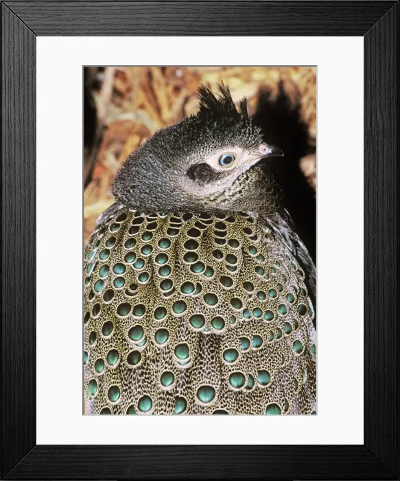 Framed Print : Malayan Peacock-pheasant Rainforests of Malaya Framed Print : Malayan Peacock-pheasant Rainforests of Malaya