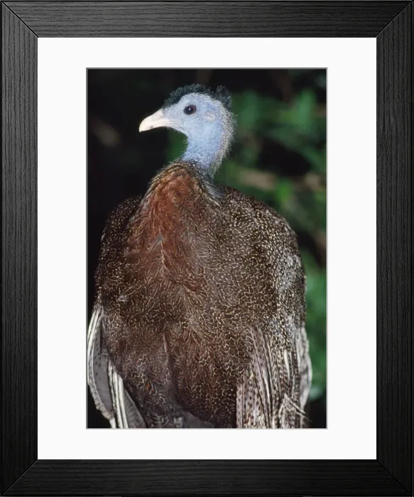 Framed Print : Great Argus Pheasant - threatened Sumatra, Borneo Framed Print : Great Argus Pheasant - threatened Sumatra, Borneo