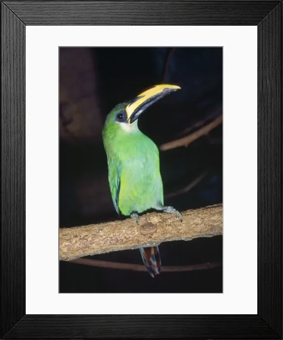Framed Print : Emerald Toucanet S. E. Mexico to South America Framed Print : Emerald Toucanet S. E. Mexico to South America