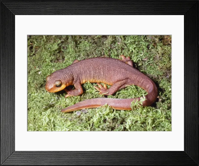 Framed Print : California Newt - terrestrial stage California, USA Framed Print : California Newt - terrestrial stage California, USA