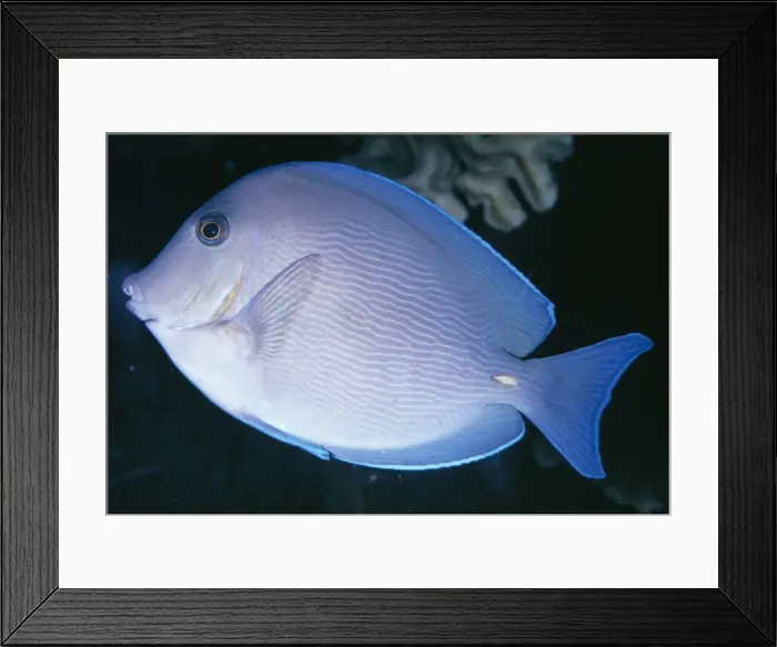 Framed Print : Blue Tang Surgeonfish Near coral reef, Caribbean Framed Print : Blue Tang Surgeonfish Near coral reef, Caribbean