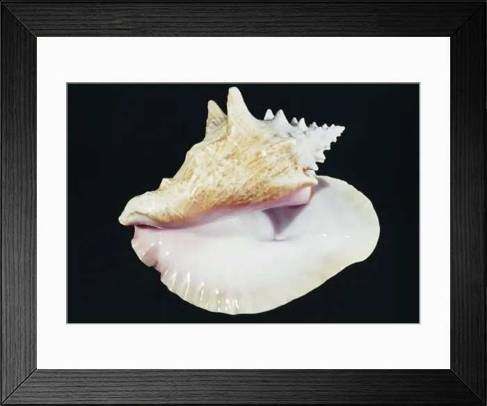 Framed Print : Queen Conch Shell Florida & Caribean Framed Print : Queen Conch Shell Florida & Caribean