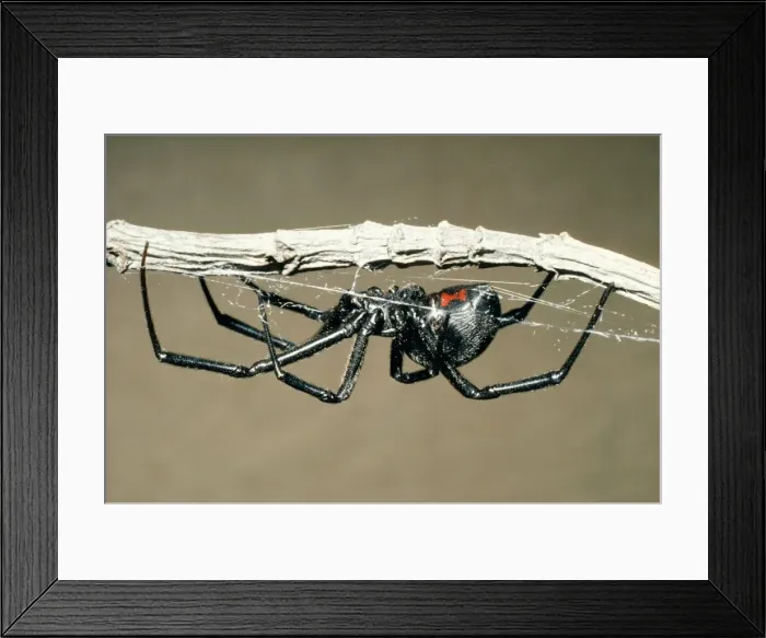 Framed Print : Black Widow Spider Pacifica, California. Fam: Araneae Framed Print : Black Widow Spider Pacifica, California. Fam: Araneae