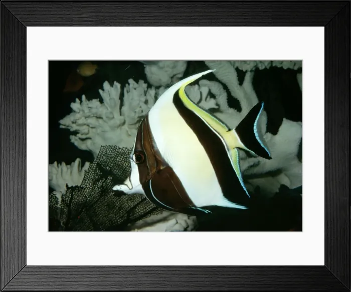 Framed Print : Moorish Idol Tropical Indo-Pacific Framed Print : Moorish Idol Tropical Indo-Pacific