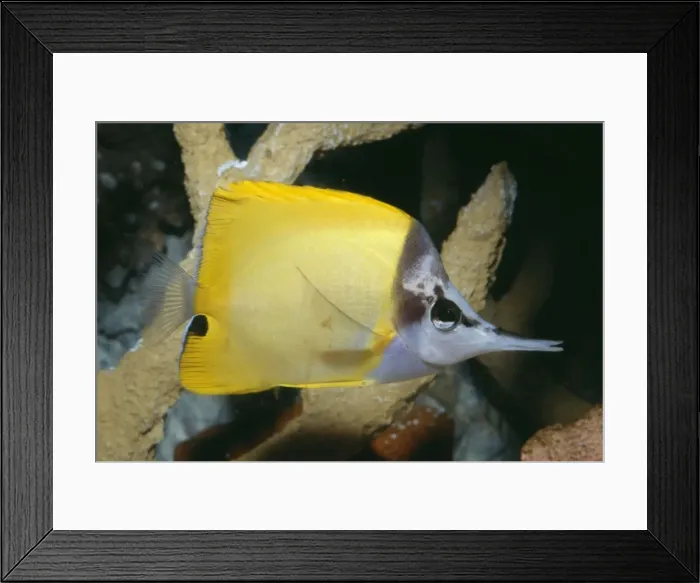 Framed Print : Longo's / Forceps / Long-nosed / Long Nosed Butterfly Fish Framed Print : Longo's / Forceps / Long-nosed / Long Nosed Butterfly Fish
