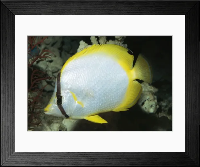 Framed Print : Spotfin Butterfly Fish Bermuda to Brazil Framed Print : Spotfin Butterfly Fish Bermuda to Brazil