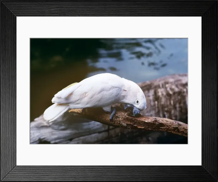 Framed Print : Salmon-crested Cockatoo Framed Print : Salmon-crested Cockatoo
