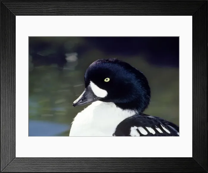 Framed Print : Barrow's Goldeneye Duck Framed Print : Barrow's Goldeneye Duck