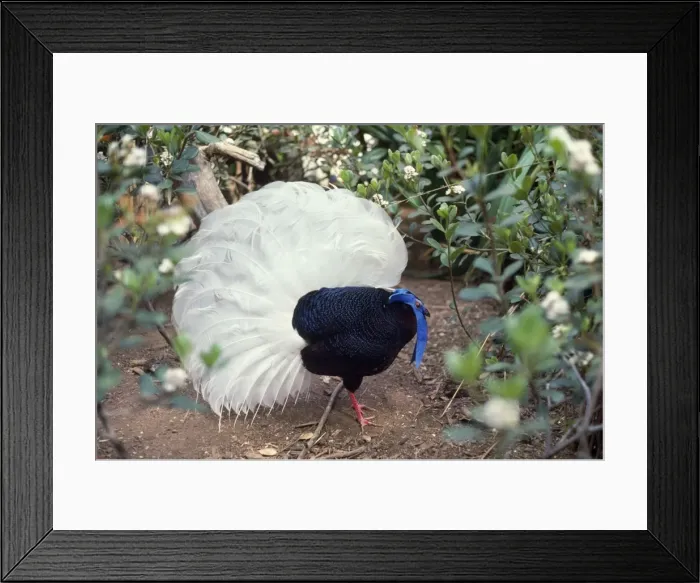 Framed Print : Bulwer's Pheasant - also known as: Wattled Pheasant, Bulwer's Wattled Pheasant and White-tailed Wattled Pheasant. Displaying. Latin Previously known as: Lobiophasis bulweri Borneo Framed Print : Bulwer's Pheasant - also known as: Wattled Pheasant, Bulwer's Wattled Pheasant and White-tailed Wattled Pheasant. Displaying. Latin Previously known as: Lobiophasis bulweri Borneo