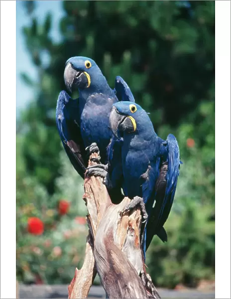 Hyacinth Macaws - pair on perch