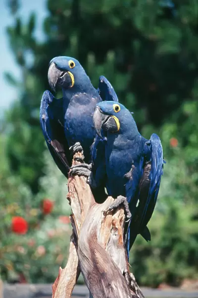 Hyacinth Macaws - pair on perch